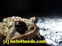 /home//u458753944/public_html/sourcegallery////////////////////////////////////////////Roxborough Toad Detour/2013-2019/2016/2016-03-31/P3310510.JPG